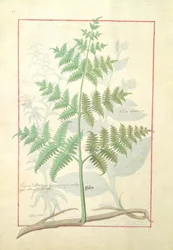 Illustration from the Book of Simple Medicines by Mattheaus Platearius 159v